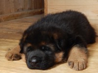 /album/puppy/krpcek-078-jpg/